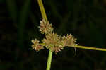 Variable flatsedge